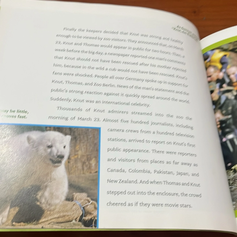 PICTURE BOOK Knut How one little polar bear captivated the world 536433