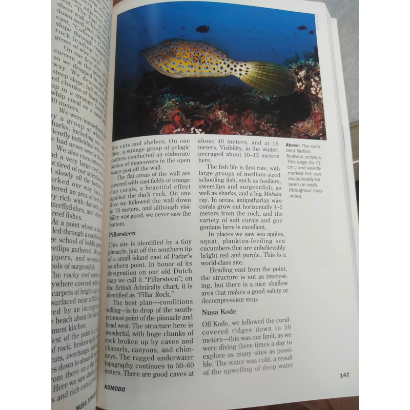 diving indonesia 498938