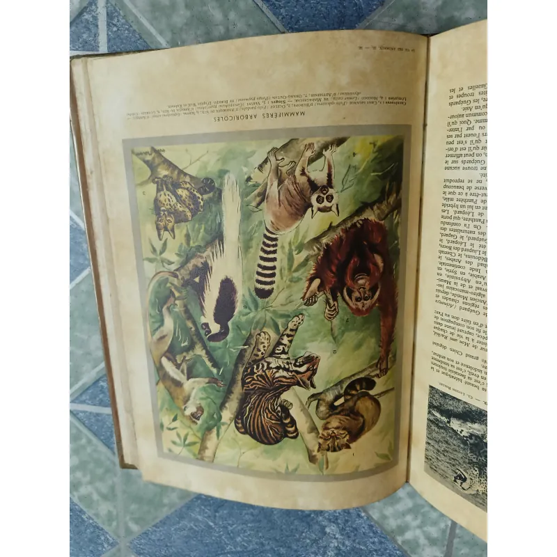 La vie des animaux - Larousse 590350