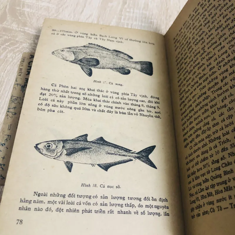 NGUỒN SINH VẬT BIỂN ĐÔNG 956906