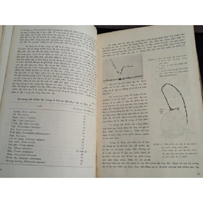 Di truyền học đại cương - N.P.Đubinin ( người dịch Trần Đình Miên và Phan Cự Nhân ) 713738