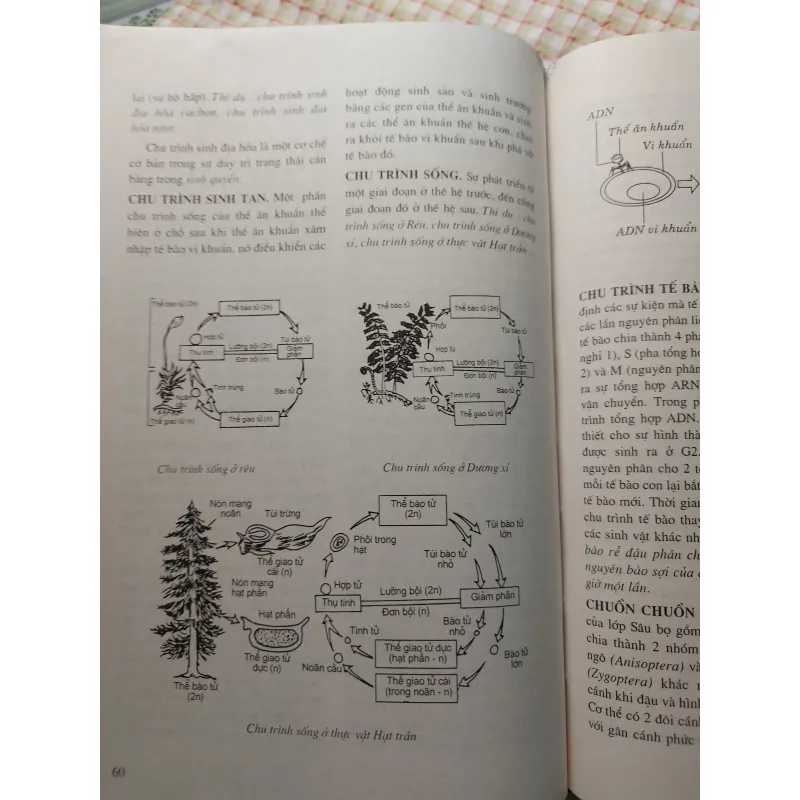 TỪ ĐIỂN SINH HỌC PHỔ THÔNG - BÌA CỨNG, KHỔ LỚN, CÓ MINH HỌA 732250