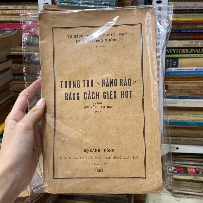 Trồng Trà Hàng Rào Bằng Cách Gieo Hột♟️ 934989
