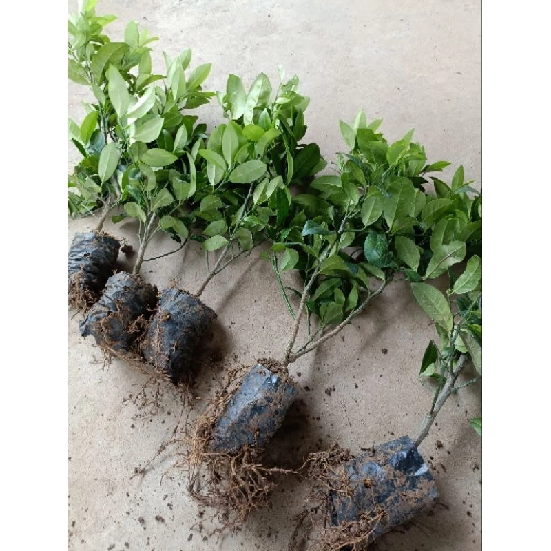 Cây chanh ta ăn lá ăn quả cao 20cm - 30 cm 446058