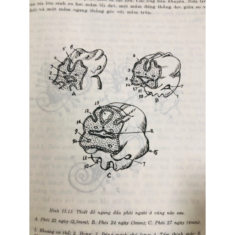 PHÔI THAI HỌC NGƯỜI 470879