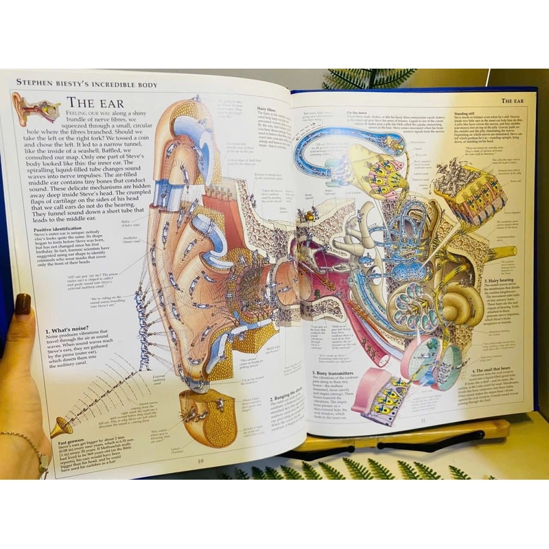 [Sách tiếng Anh 2hand] Like new 90% - Stephen Biesty's Incredible Body 549417