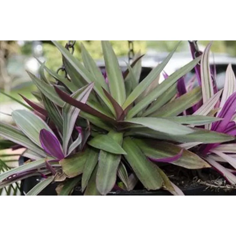 Cây lẻ bạn 760977