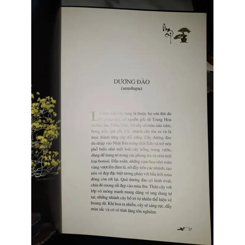 bonsai - Kunio Kobayashi 604214