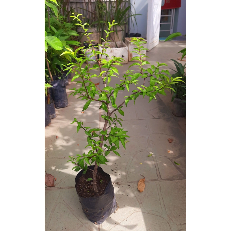 Cây mai chiếu thủy lá nhỏ, như hình chụp 78127