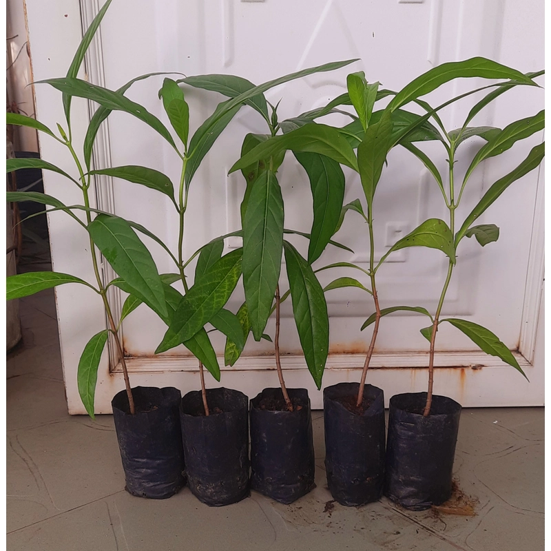 Combo 5 cây nhàu, chiều cao 25cm 504684