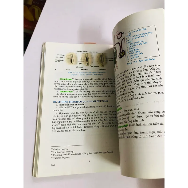 PHÔI THAI HỌC  - sách in màu, giấy bóng, 276 trang, nxb: 2020 553530