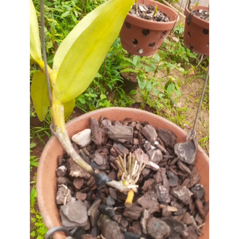 Hoa lan  phi diep 465560