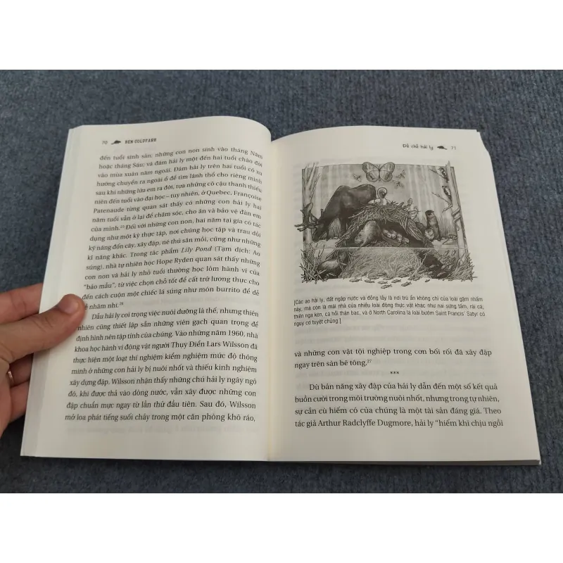 ĐẾ CHẾ HẢI LY 990661