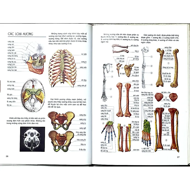 TẬP HÌNH ẢNH MỚI VỀ CẤU TRÚC CƠ THỂ NGƯỜI - VANIO VANNINI & GIULIANO POGLIANI 1044698