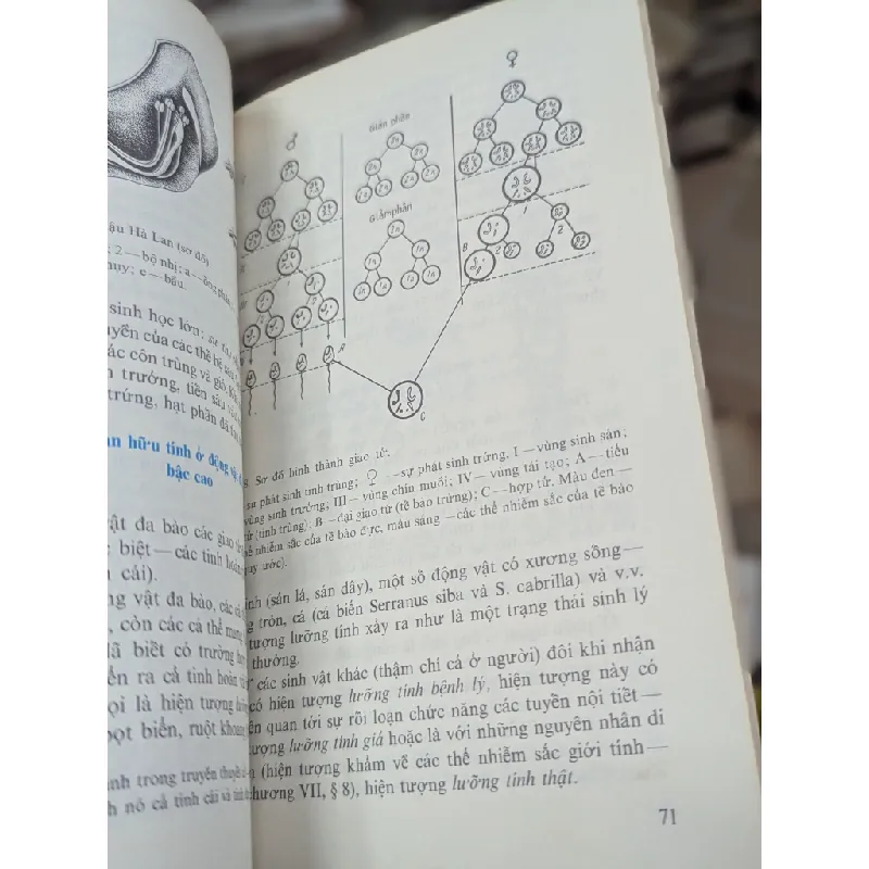 Giáo trình về cơ sở di truyền học - I.P. Karuzina 129730