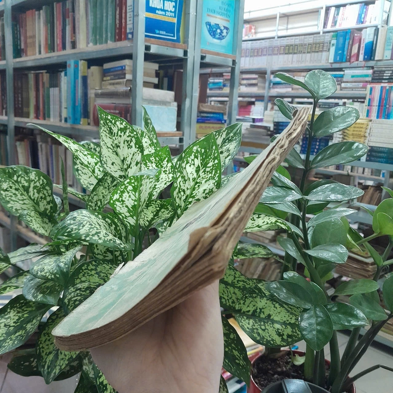 NGOÀI MƯA LẠNH - Lý Văn Sâm 546485