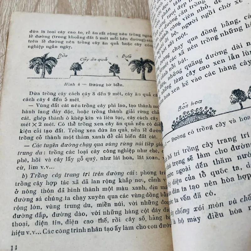 KỸ THUẬT TRỒNG CÂY ĐƯỜNG CÁI THÀNH PHỐ, NHÀ MÁY 956954