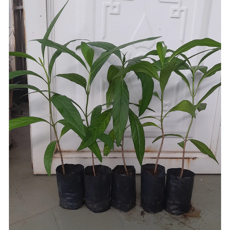 Combo 5 cây nhàu, chiều cao 25cm 504684