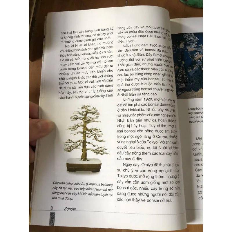 Cẩm nang bonsai 973871