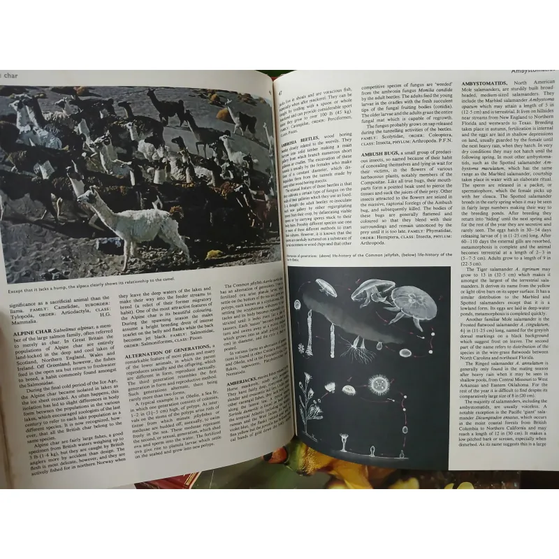 ENCYCLOPEDIA OF THE ANIMAL WORLD - BÁCH KHOA TOÀN THƯ VỀ THẾ GIỚI ĐỘNG VẬT (21 TẬP) 575435