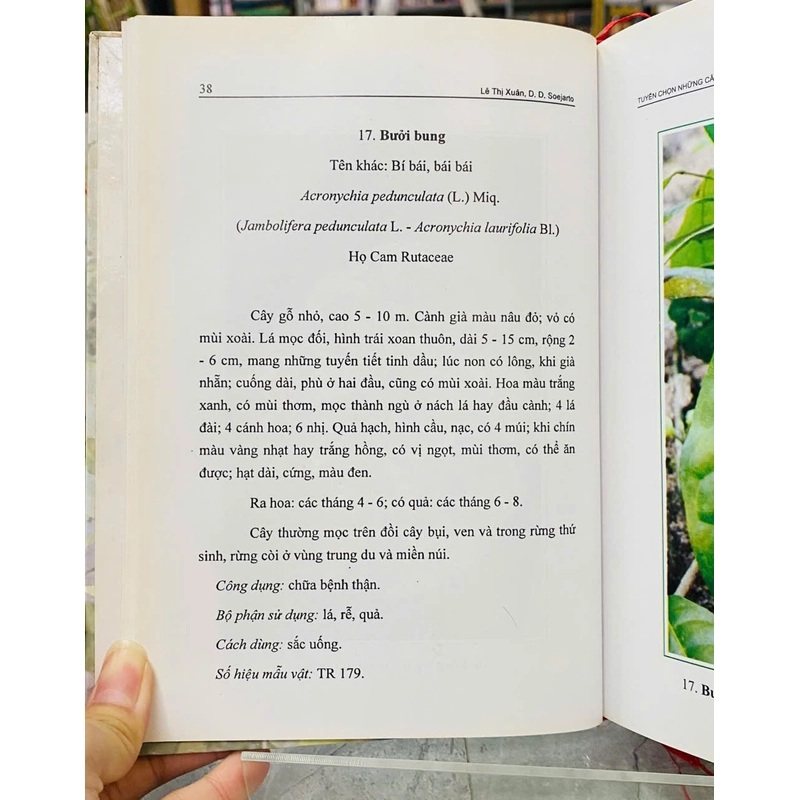 TUYỂN CHỌN NHỮNG CÂY THUỐC CỦA CỘNG ĐỒNG NGƯỜI MƯỜNG Ở CÚC PHƯƠNG - LÊ THỊ XUÂN 540427