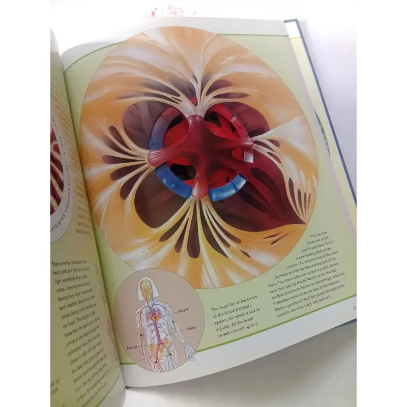 The Incredible Journey Through the Human Body 1002083