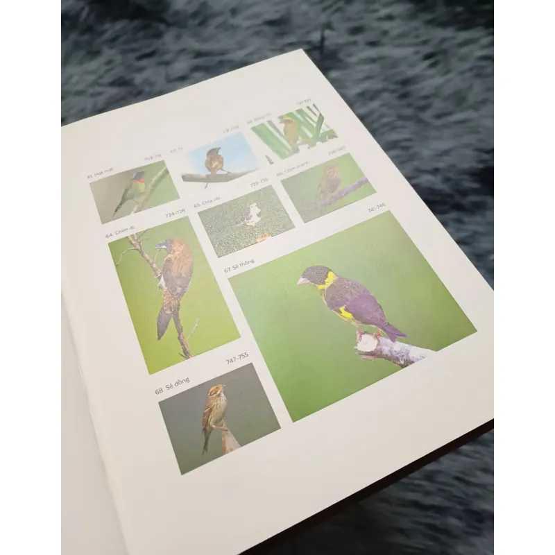 Các loài chim Việt Nam (Bản đặc biệt) 736163