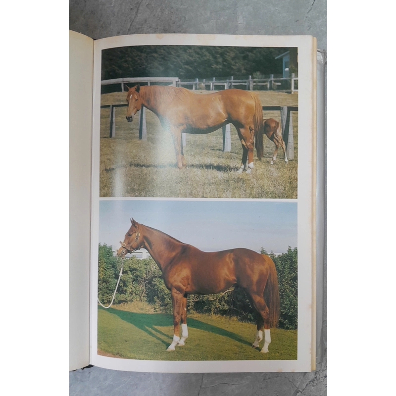 THE AUSTRALIAN AND NEW ZEALAND THOROUGHBRED 385893