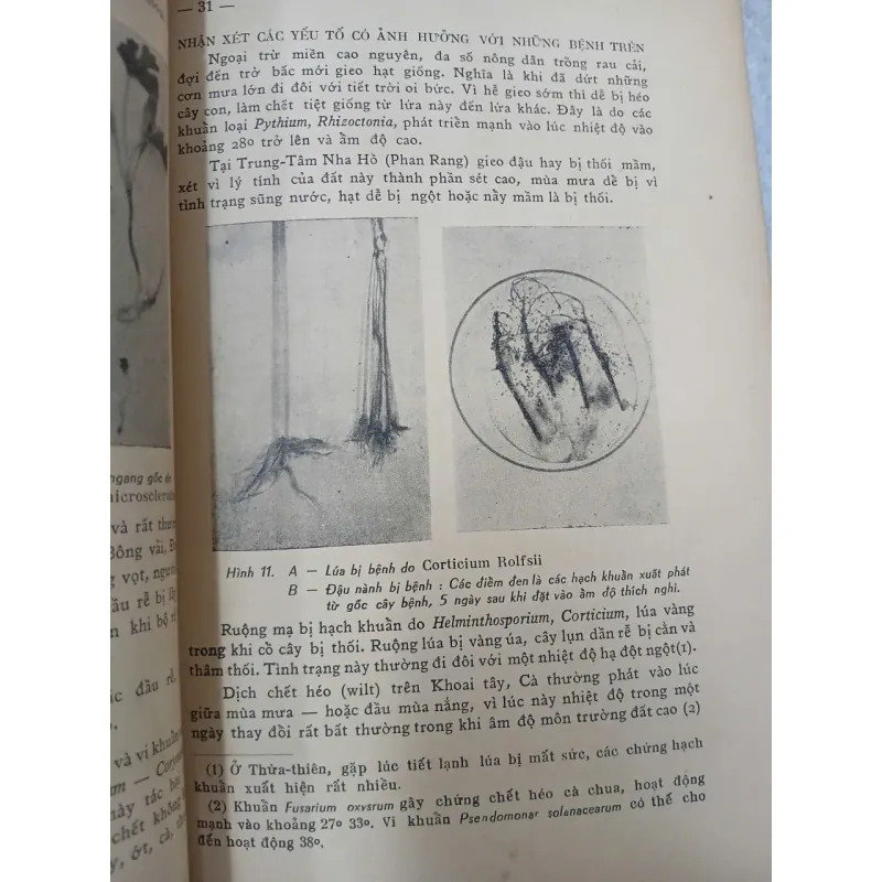 LUẬN KHẢO VỀ CÁC BỆNH THƯỜNG HẠI CÂY CỐI TẠI MIỀN NAM VIỆT NAM 688029