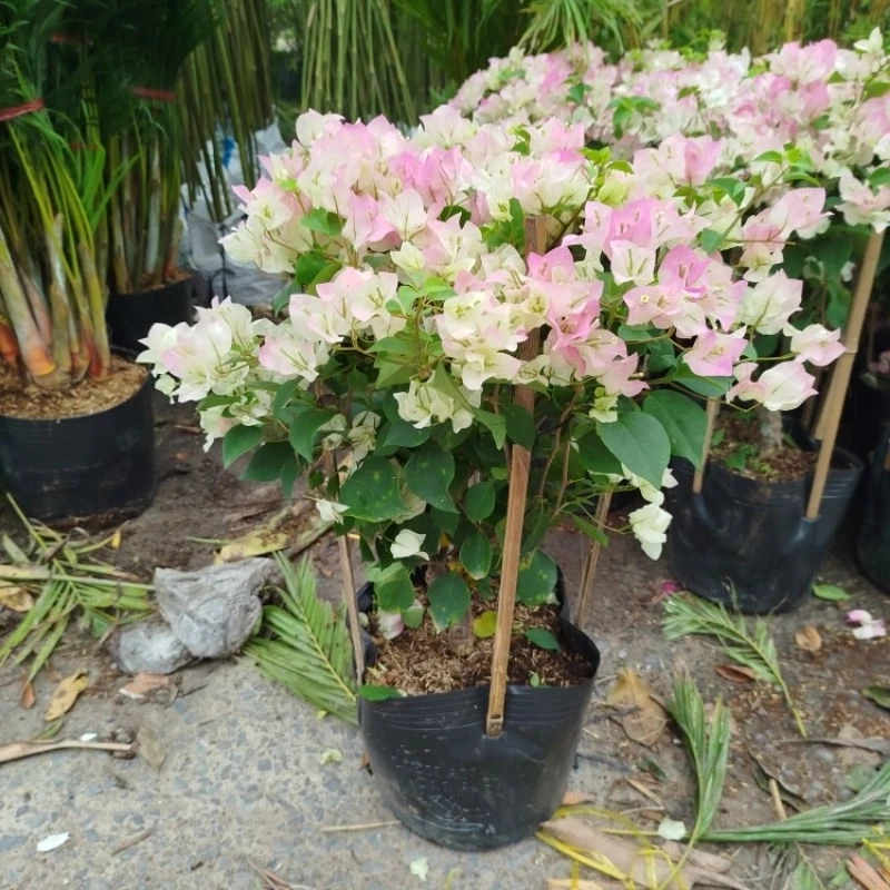 Hoa giấy màu phớt hồng sakura 446050