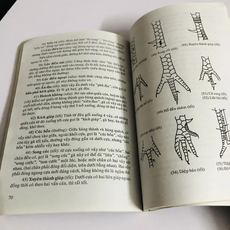 BÍ QUYẾT CHỌN VÀ NUÔI GÀ ĐÁ  726855