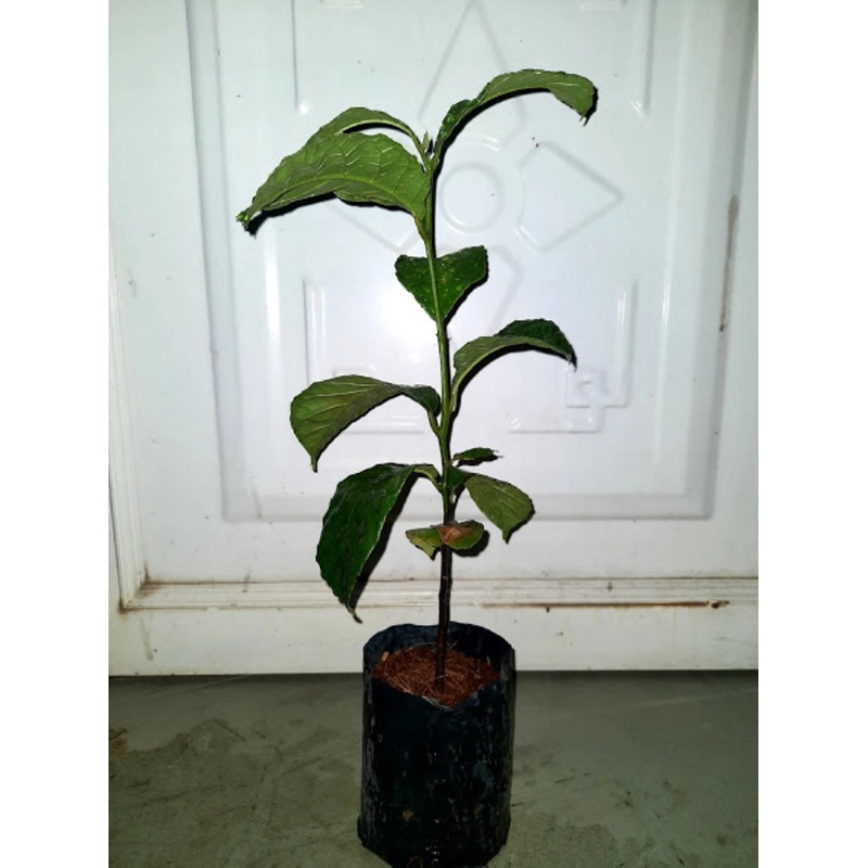 Cây chay ruột đỏ giống 501655