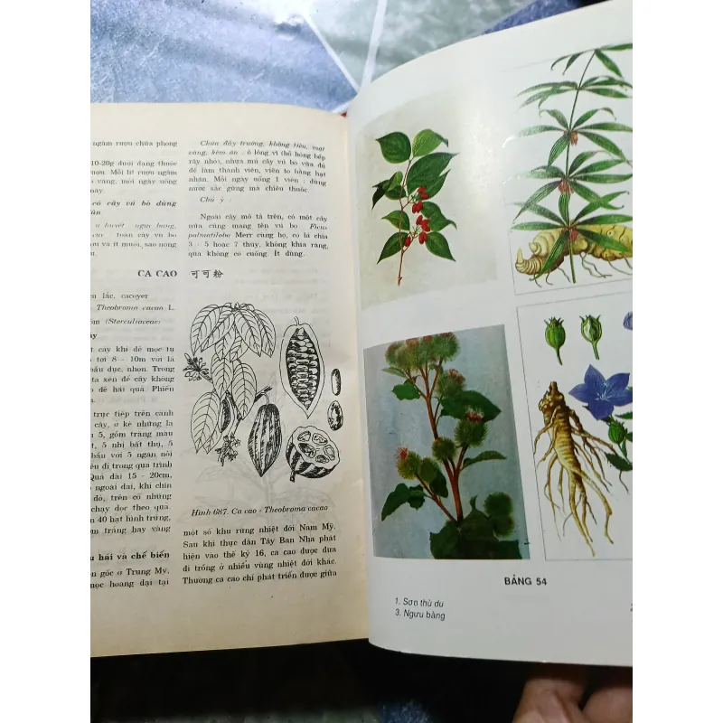 Những cây thuốc và vị thuốc Việt Nam - Dỗ Tất Lợi 974150