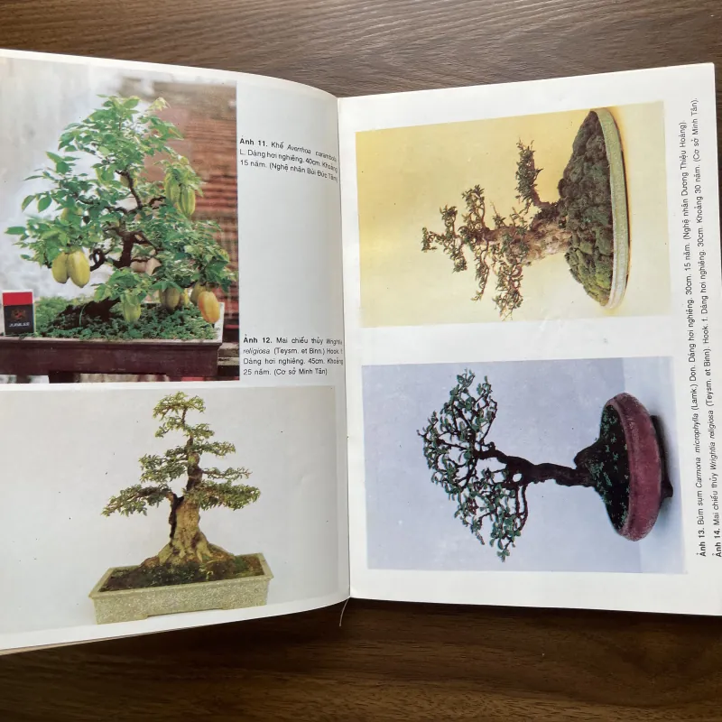 Bonsai 🌿🌿 961565