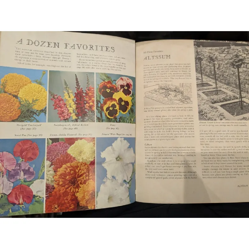 How to grow and use Annuals 708890