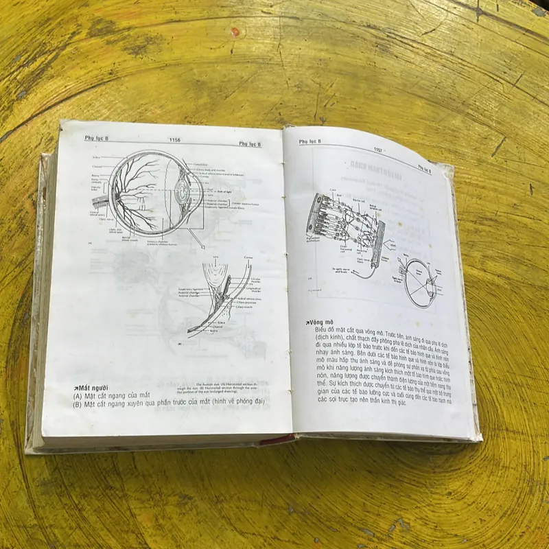 TỪ ĐIỂN Y HỌC ANH- VIỆT- BÁC SĨ PHẠM NGỌC TRÍ 609748