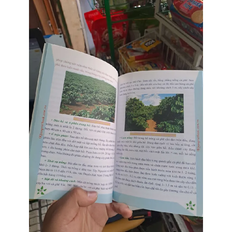 Bí quyết thành công kĩ thuật trồng cà phê hiệu quả - Minh Ngọc GIÁO TRÌNH, CHUYÊN MÔN HCM0910 588405