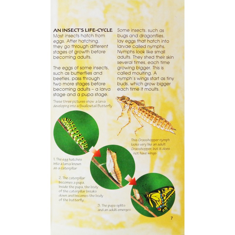 Usborne Spotter's Guides: Bugs & Insects 183952