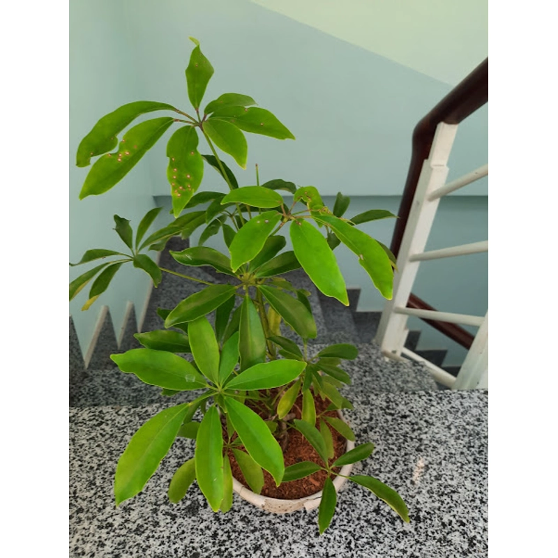 Cây ngũ gia bì, cây như hình 501665