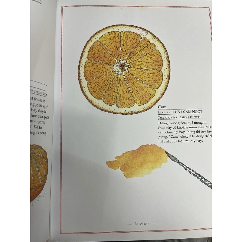 Thế giới rau củ quả bằng tranh - Virginie Aladjidi, Emmanuelle Tchoukriel 728407