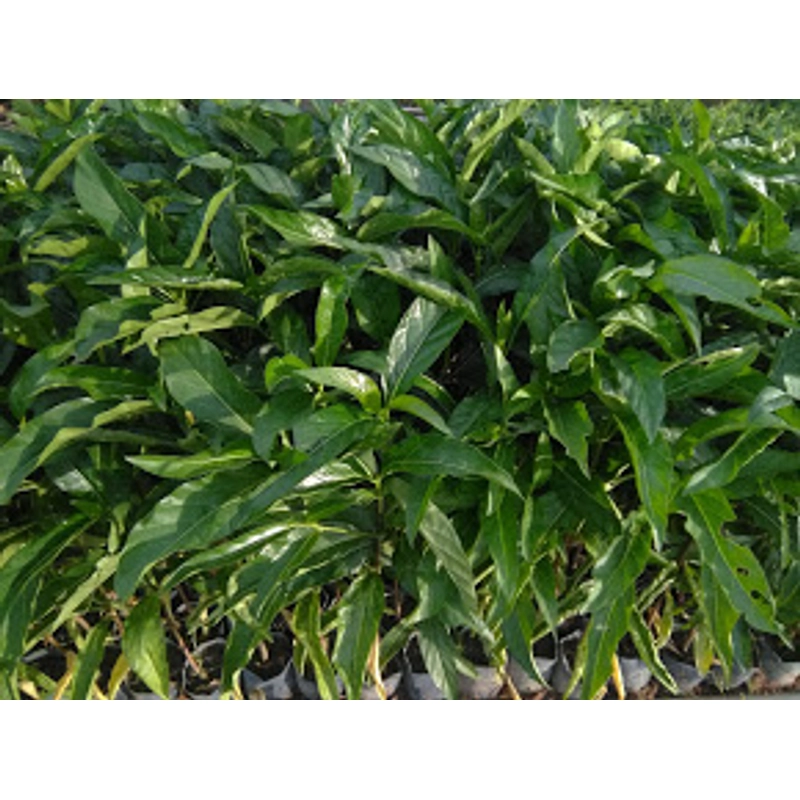 Cây nhàu giống 503681