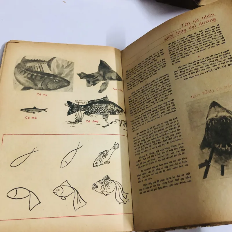 VẠN VẬT HỌC BAN GIÁO SƯ ALPHA - lớp 6 752713