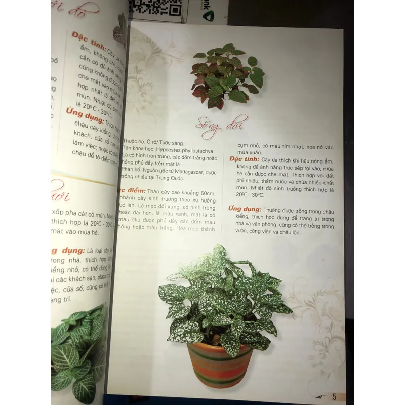 365 loài hoa cảnh  732810