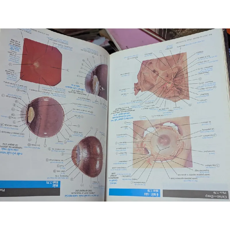 Atlas Giải Phẩu Người - Todd. R. Olson 360687