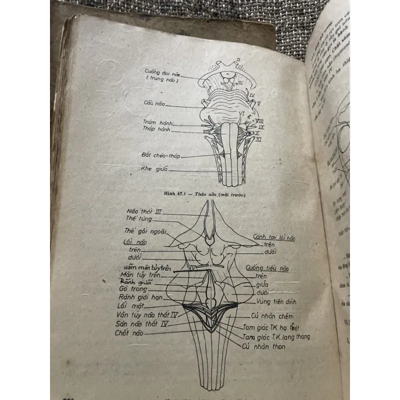 Bài giảng giải phẫu bệnh học - 2 tập, sách dày hơn 800 trang khổ lớn  1009096