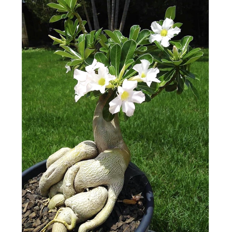 Cây hoa sứ kép Thái Lan Bonsai màu trắng – Mã số 1755 213164