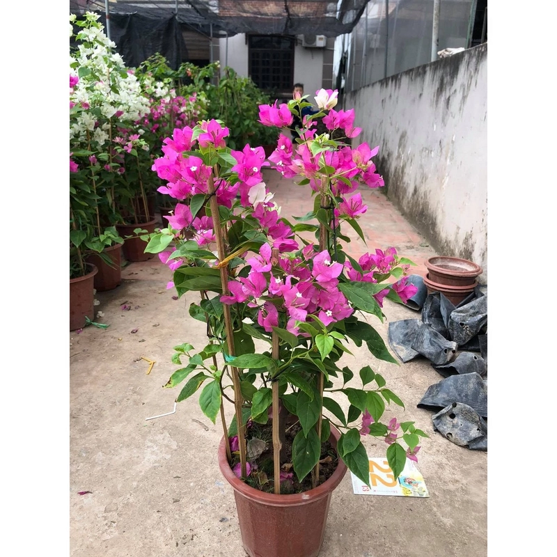 Hoa giấy hai màu trắng hồng tím 446042