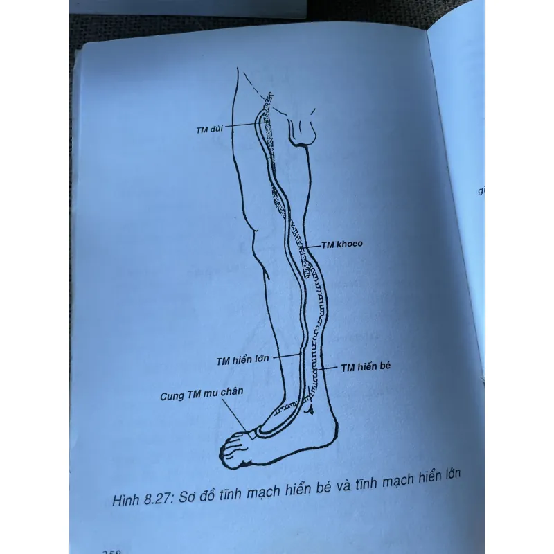 Giản yếu Giải phẫu người -NGUYỄN QUANG QUYỀN,PHẠM ĐĂNG DIỆU NGUYỄN VĂN ĐỨC NGUYỄN V. CƯỜNG 792205