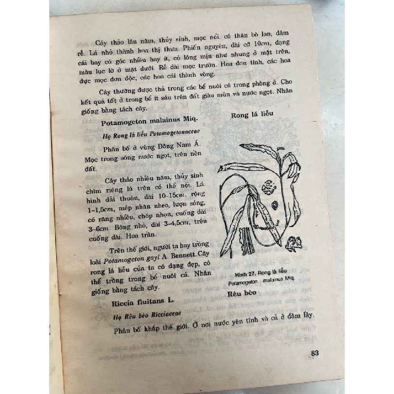 Cá cảnh - Võ Văn Chi 1001070