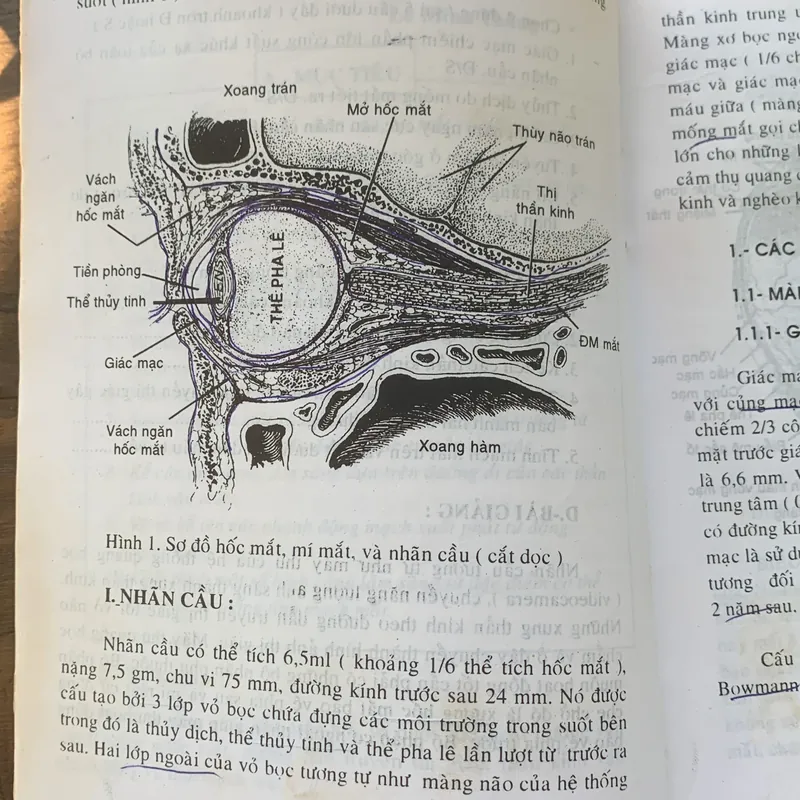 Giáo trình nhãn khoa, Nguyễn Xuân Trường 713182